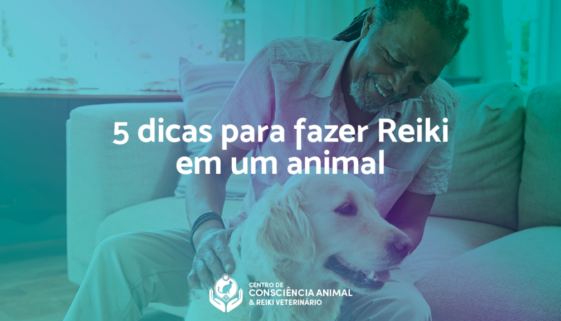 5 dicas para fazer Reiki em um animal