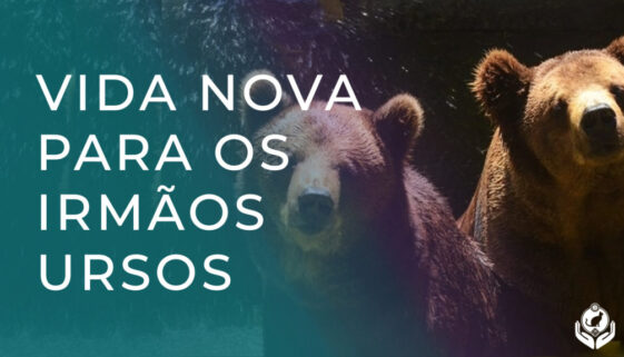 AJUDE OS IRMÃOS URSOS Santuário Animal Rancho dos Gnomos