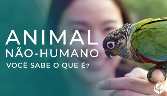 O que é animal não-humano e por que usamos esse termo