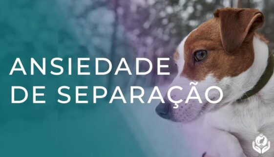 Animal com ansiedade de separação Saiba o que fazer