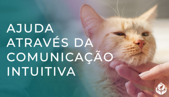 Como a Comunicação Intuitiva pode ajudar seu animal