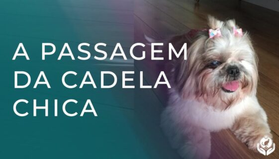 Comunicação Intuitiva Animal na prática relato da cadela chica