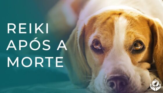 Pode enviar reiki para um animal que morreu
