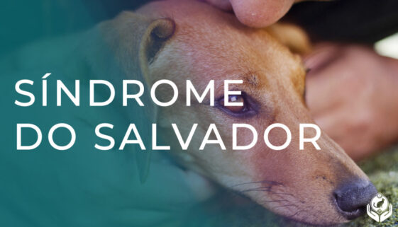 Você tem a síndrome do salvador saiba como isso impacta negativamente a vida dos animais