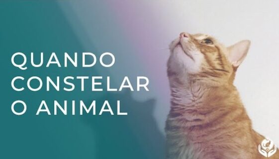 Quando Constelar seu animal Indicações da Constelação Sistêmica Veterinária