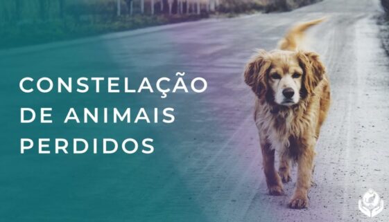 É possível constelar animais desaparecidos