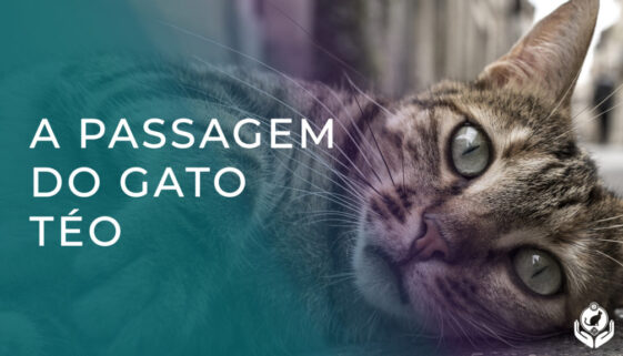 Posso fazer reiki em animais que estão morrendo relato do gato Téo