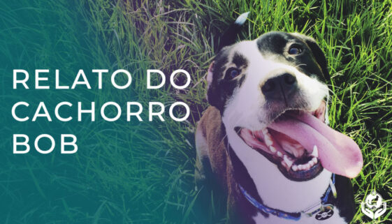 Comunicação Animal na prática - relato do cachorro Bob