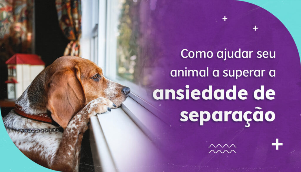 Como ajudar seu animal a superar a ansiedade de separação Como ajudar seu animal a superar a ansiedade de separação