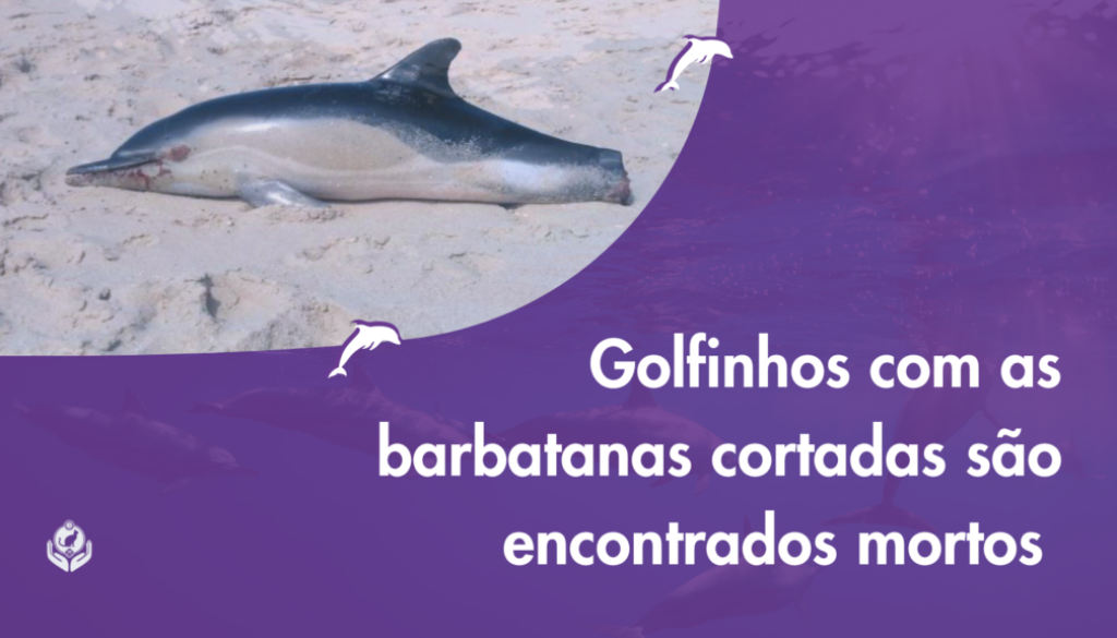 [CCA][CAPA][BLOG][08.09]