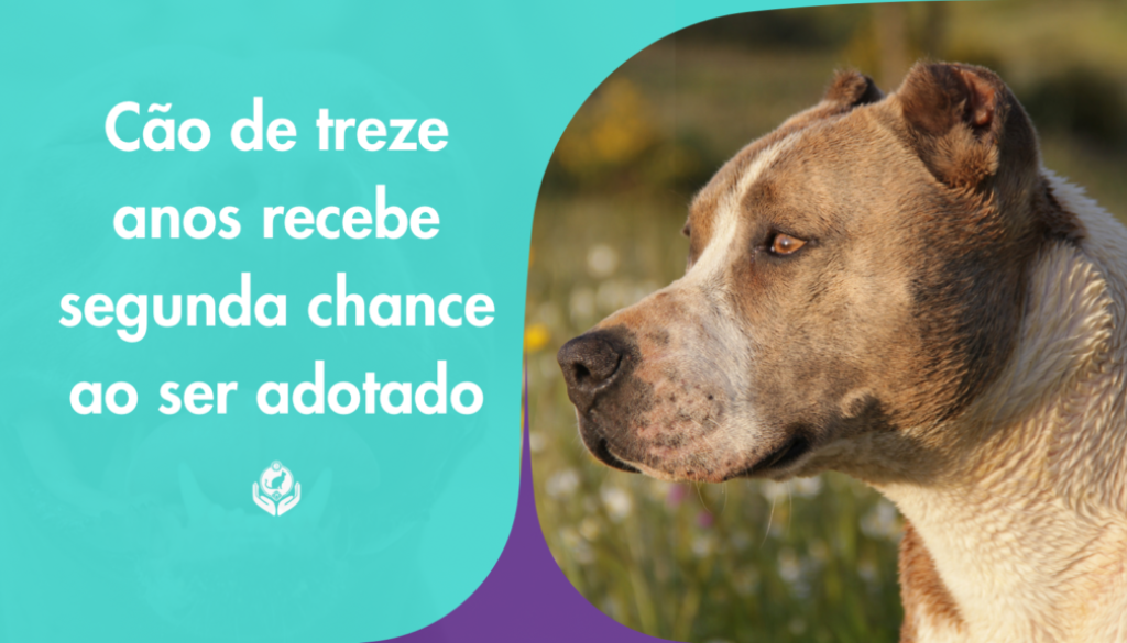 Cão de 13 anos recebe segunda chance ao ser adotado Cão de 13 anos recebe segunda chance ao ser adotado. Vem conhecer a história do Marley, que ficou na Peggy Adams Animal Rescue League, depois que a família anterior se mudou e não podia mais cuidar dele.