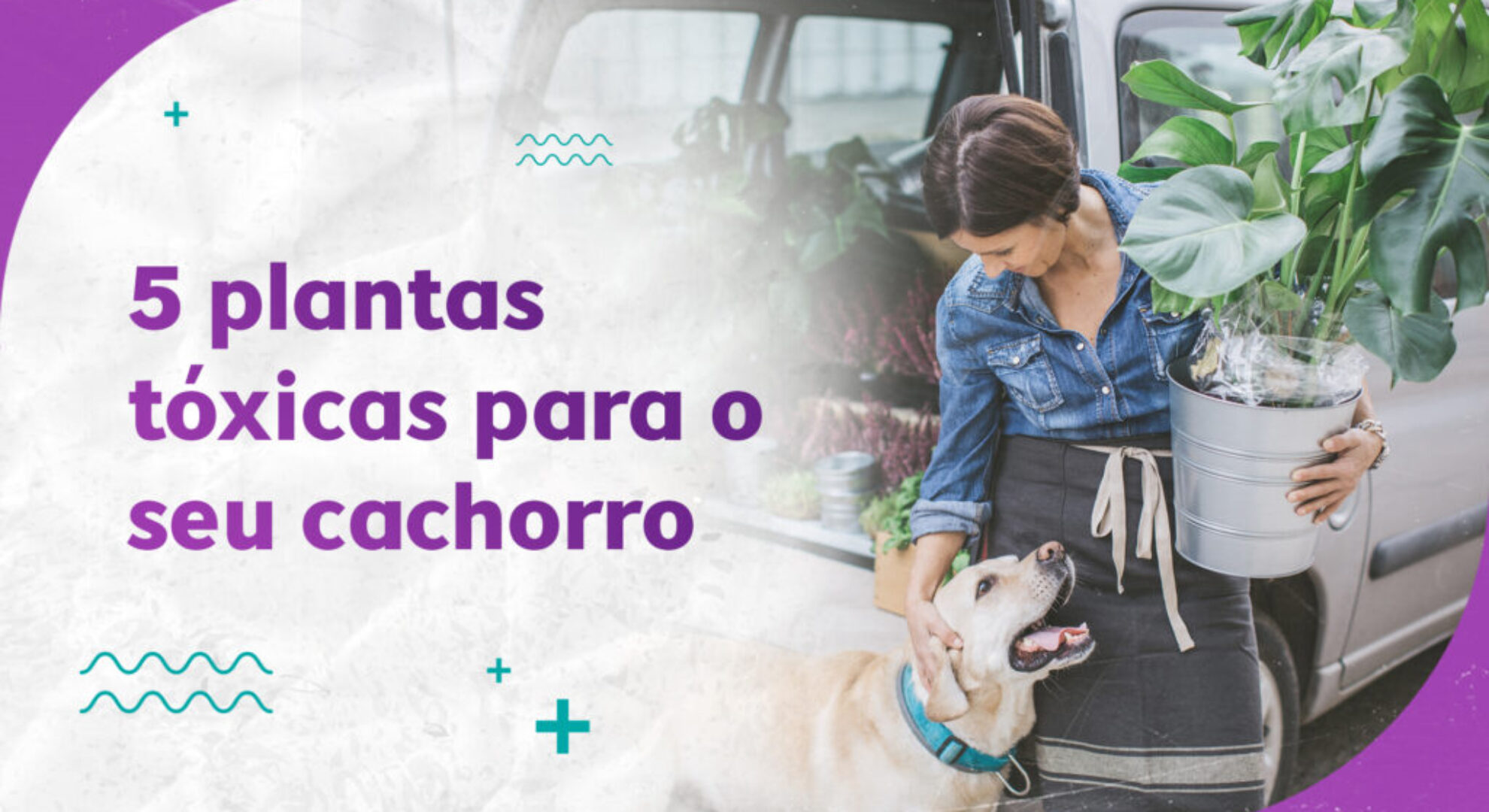 5 Plantas Tóxicas para o Seu Cachorro Dica: 5 Plantas Tóxicas para o Seu Cachorro