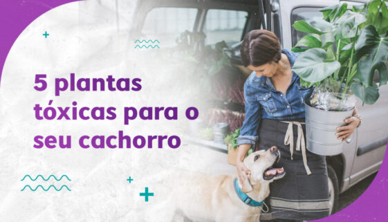 5 Plantas Tóxicas para o Seu Cachorro Dica: 5 Plantas Tóxicas para o Seu Cachorro