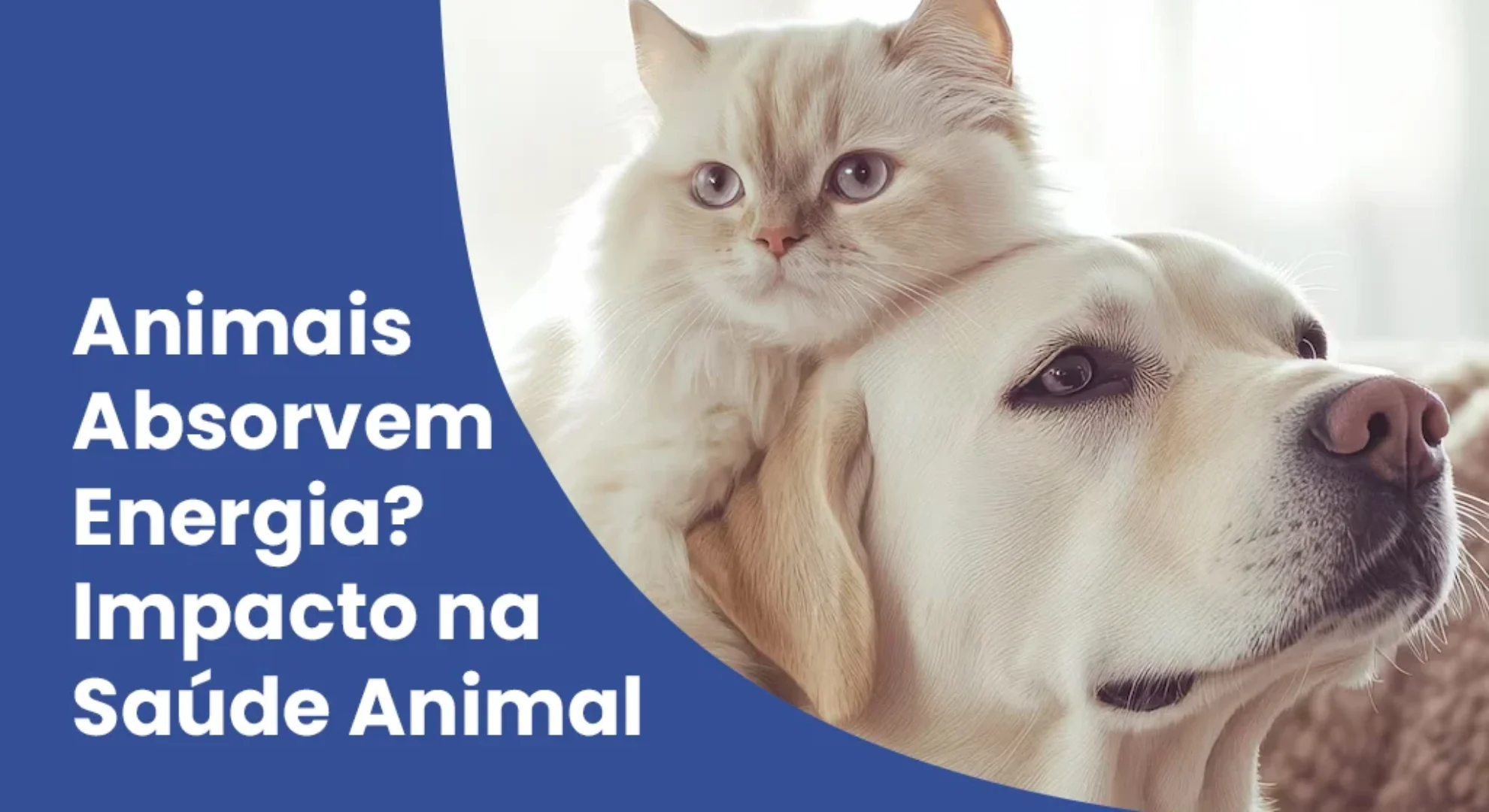 Animais Absorvem Energia Impacto na Saúde Animal Animais Absorvem Energia Impacto na Saúde Animal