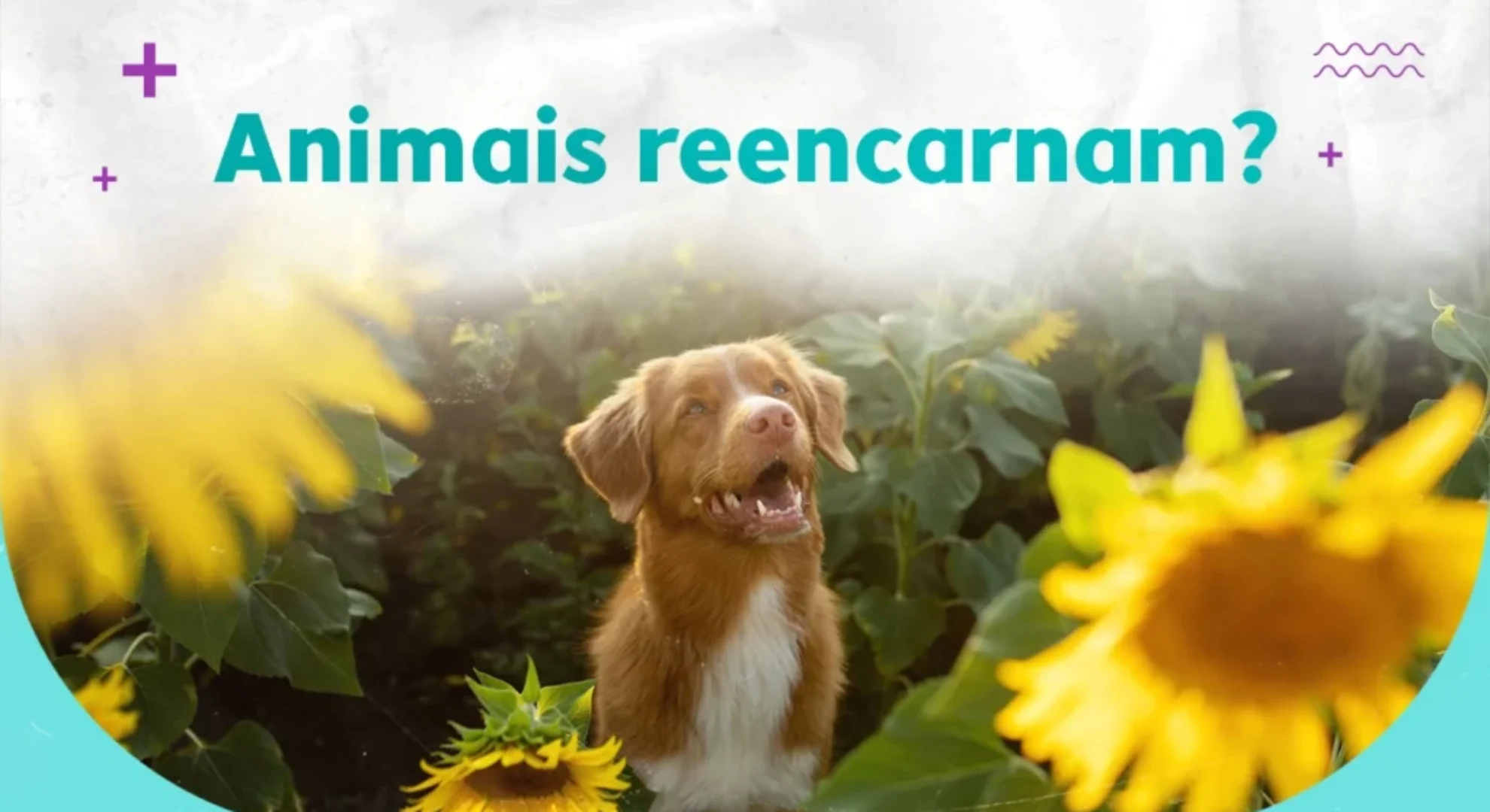 animais-reencarnam.webp animais-reencarnam.webp