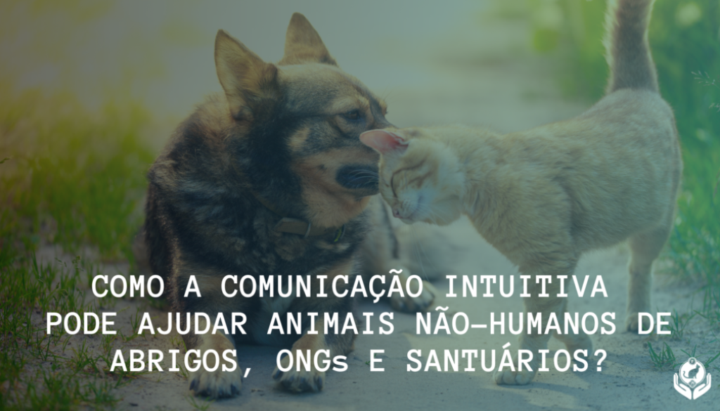 Como a Comunicação Intuitiva Animal pode ajudar animais de abrigo?