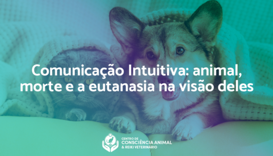 Comunicação Intuitiva Animal - morte e eutanásia na visão deles