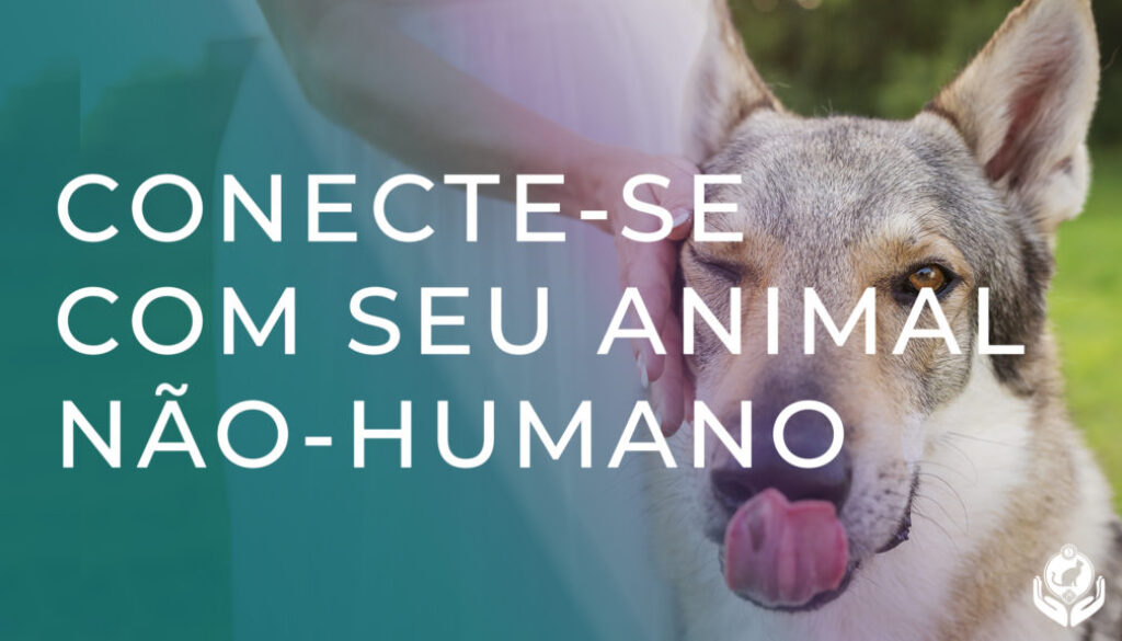 Vídeo meditação para você se conectar com seu pet animal não-humano