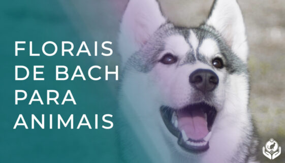 Você sabe como funcional os Florais de Bach par aos animais